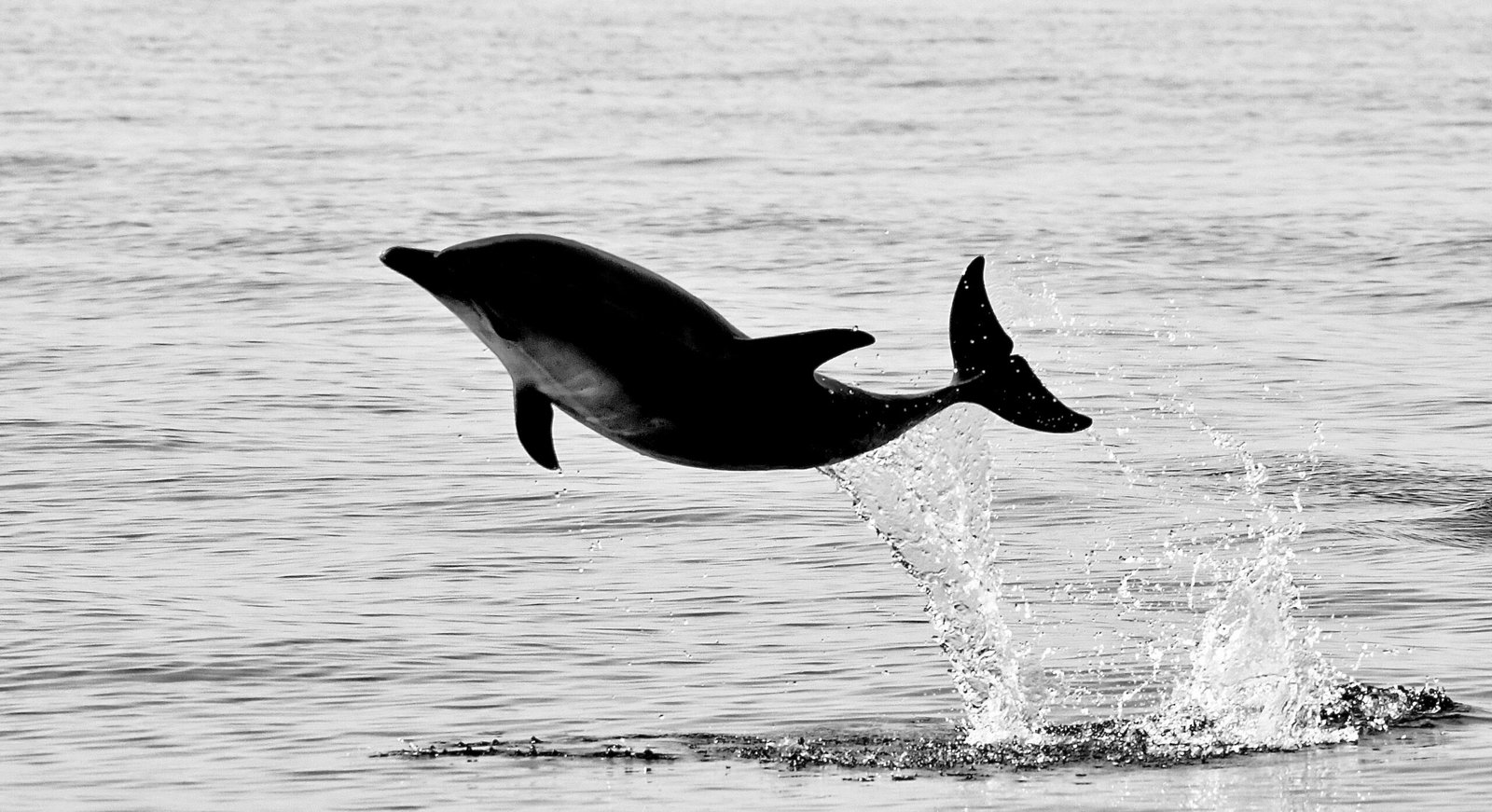 DSC_0991 (1)