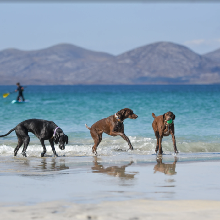 Setters-on-a-beach